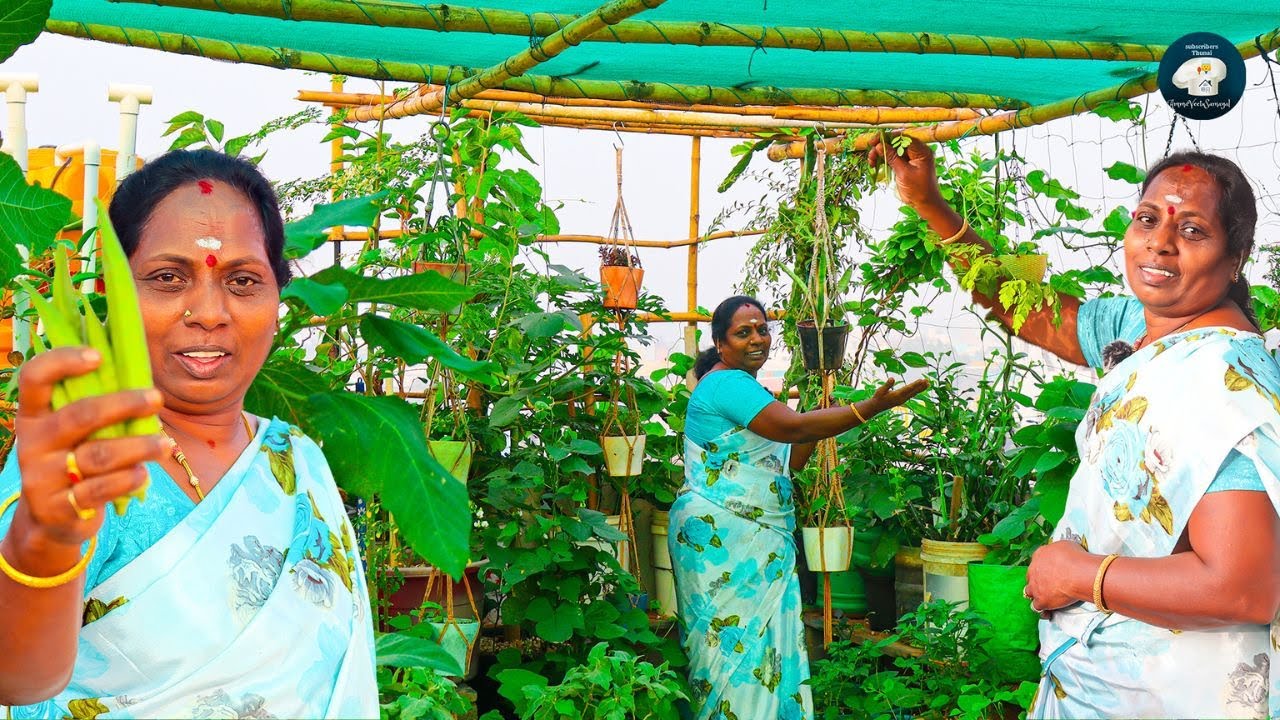 நம்ம மாடித்தோட்டம் இப்போ எப்படி இருக்கு |TERRACE GARDEN UPDATE TOUR|