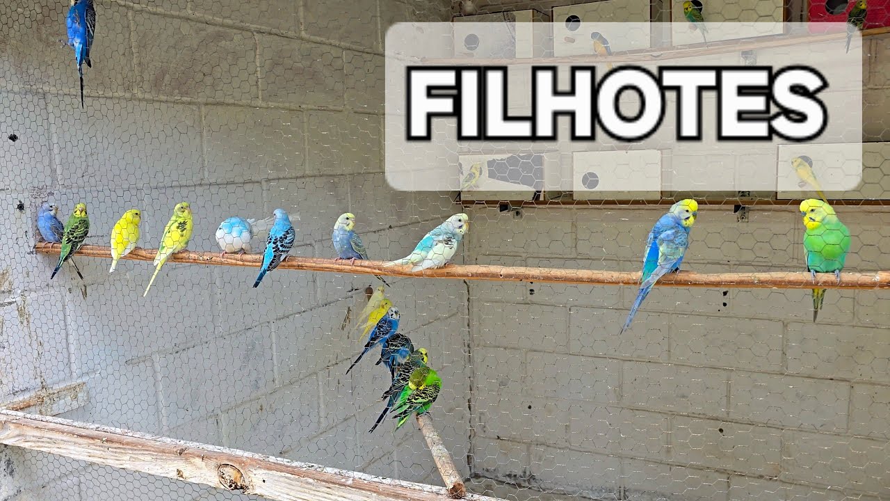 FILHOTES DO MÊS