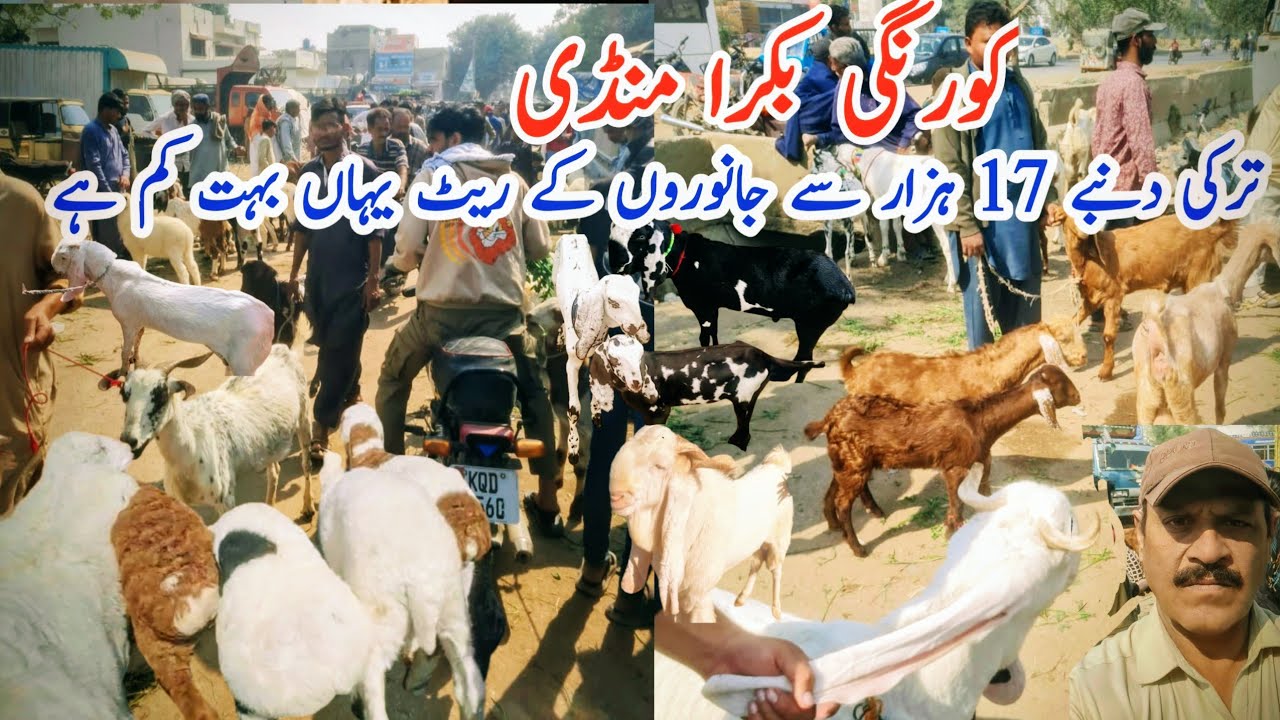 Why Korangi Has the Best Turkey Dumba & Goats Prices Right Now