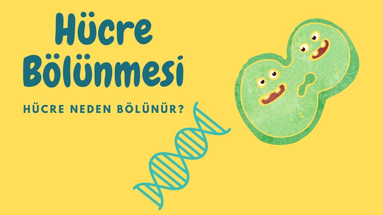 10.Sınıf Hücre Bölünmesi