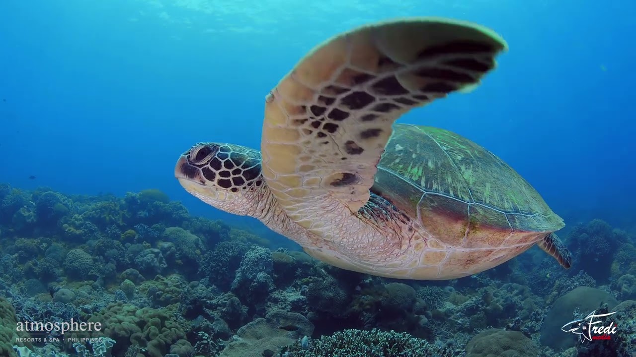 The beautiful Apo Island