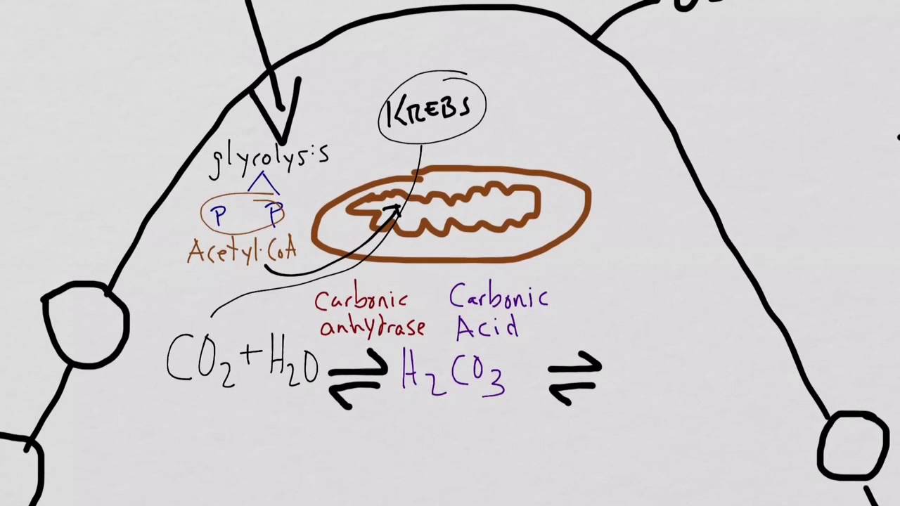 Osteoclast function