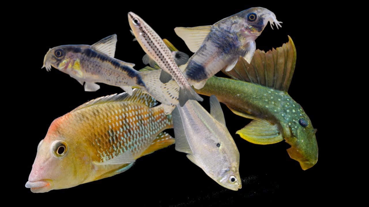NEW Fish Tour in NEW Fish Warehouse