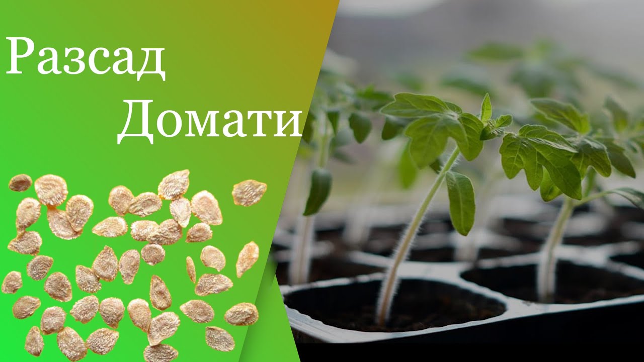 Как да направите лесен и бърз разсад за домати