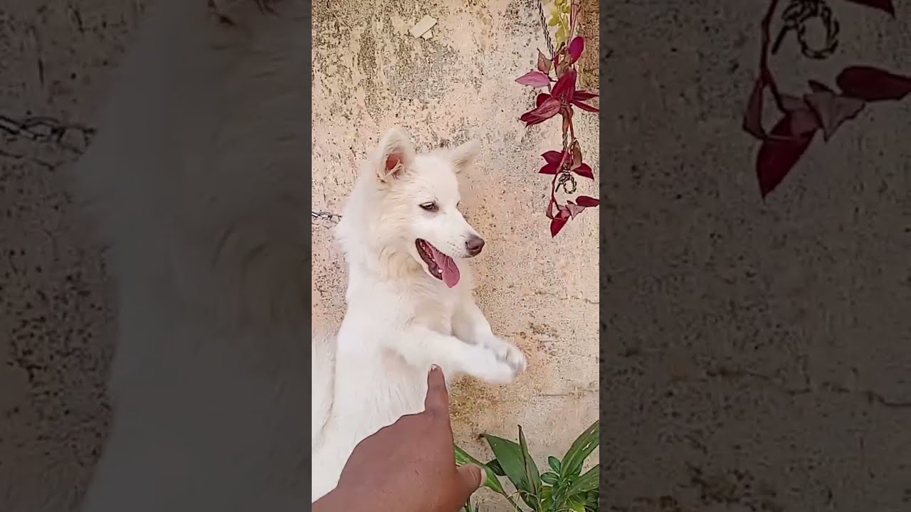 Animal videos is live!