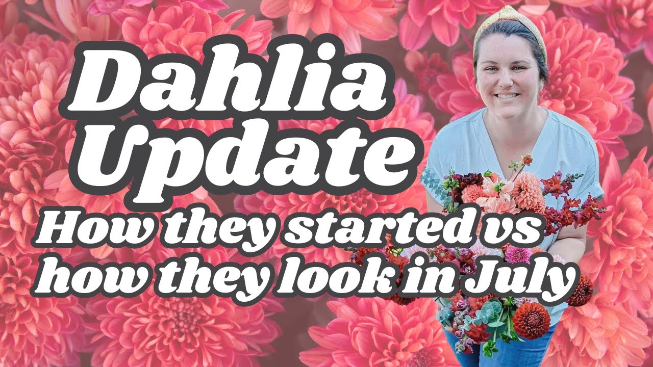Dahlia Mid Summer Update / What types of dahlias bloom first / Dahlia Seeds, Cuttings and Tubers