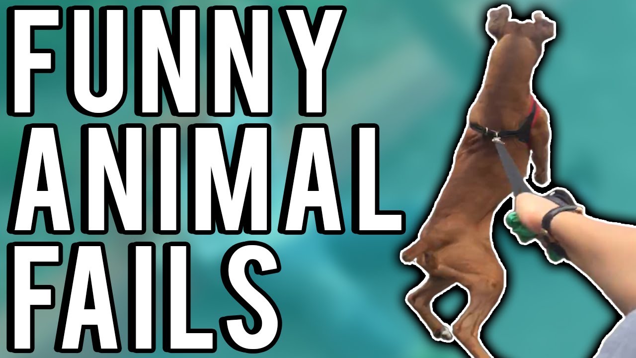 Funny Animal Fails July 2017 | A Fail Compilation by FailUnited