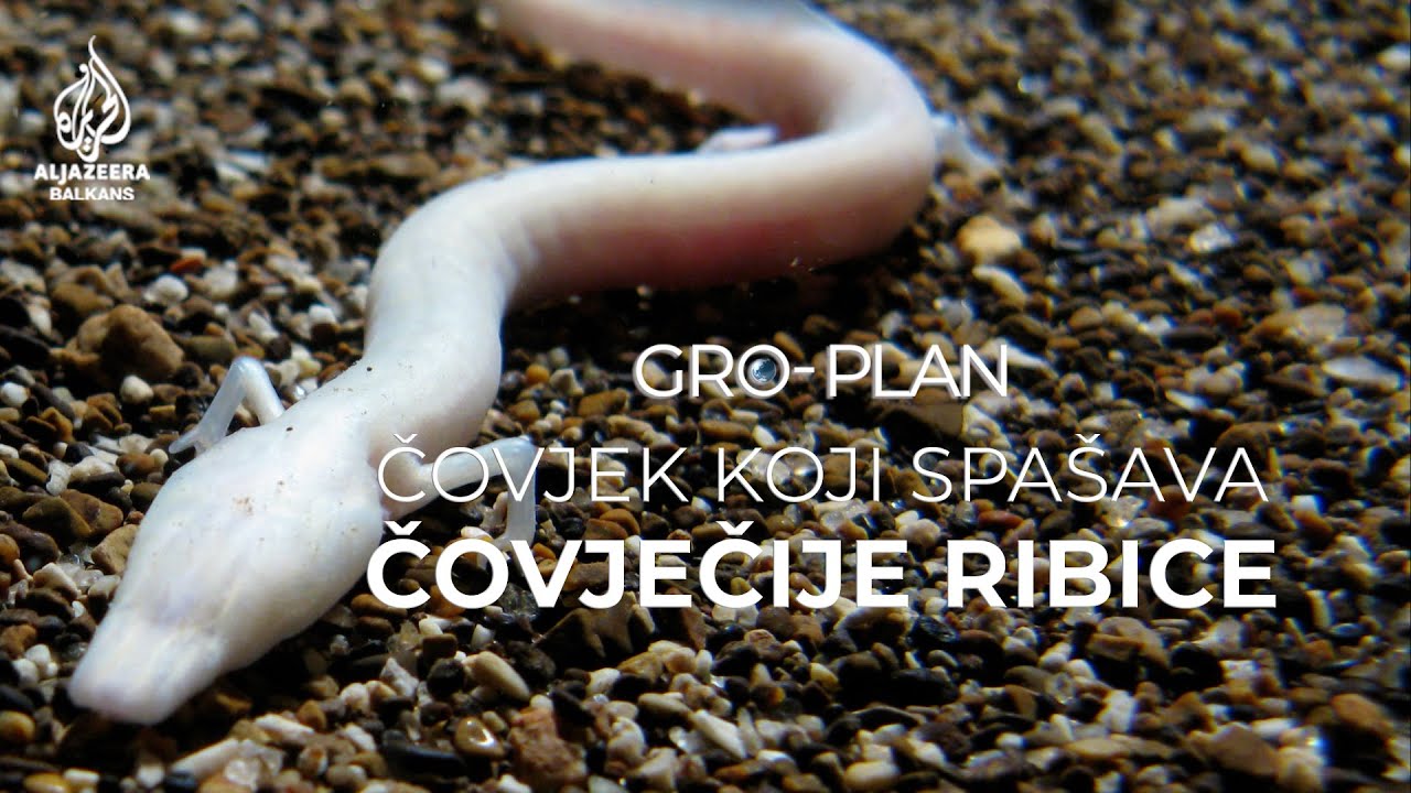 Britanski naučnik spašava čovječije ribice u Hercegovini | Gro-plan