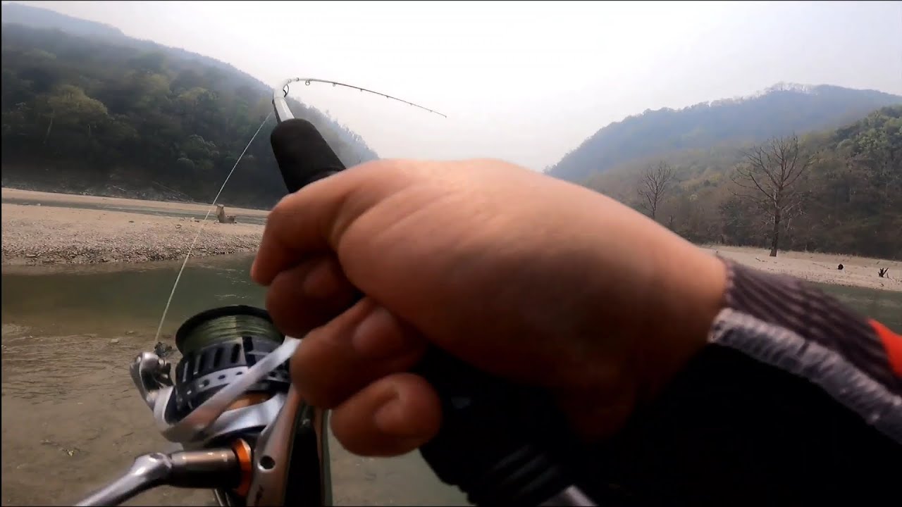 Fishing in Sikkim #teesta and rangeet #catch n release #save mahseer