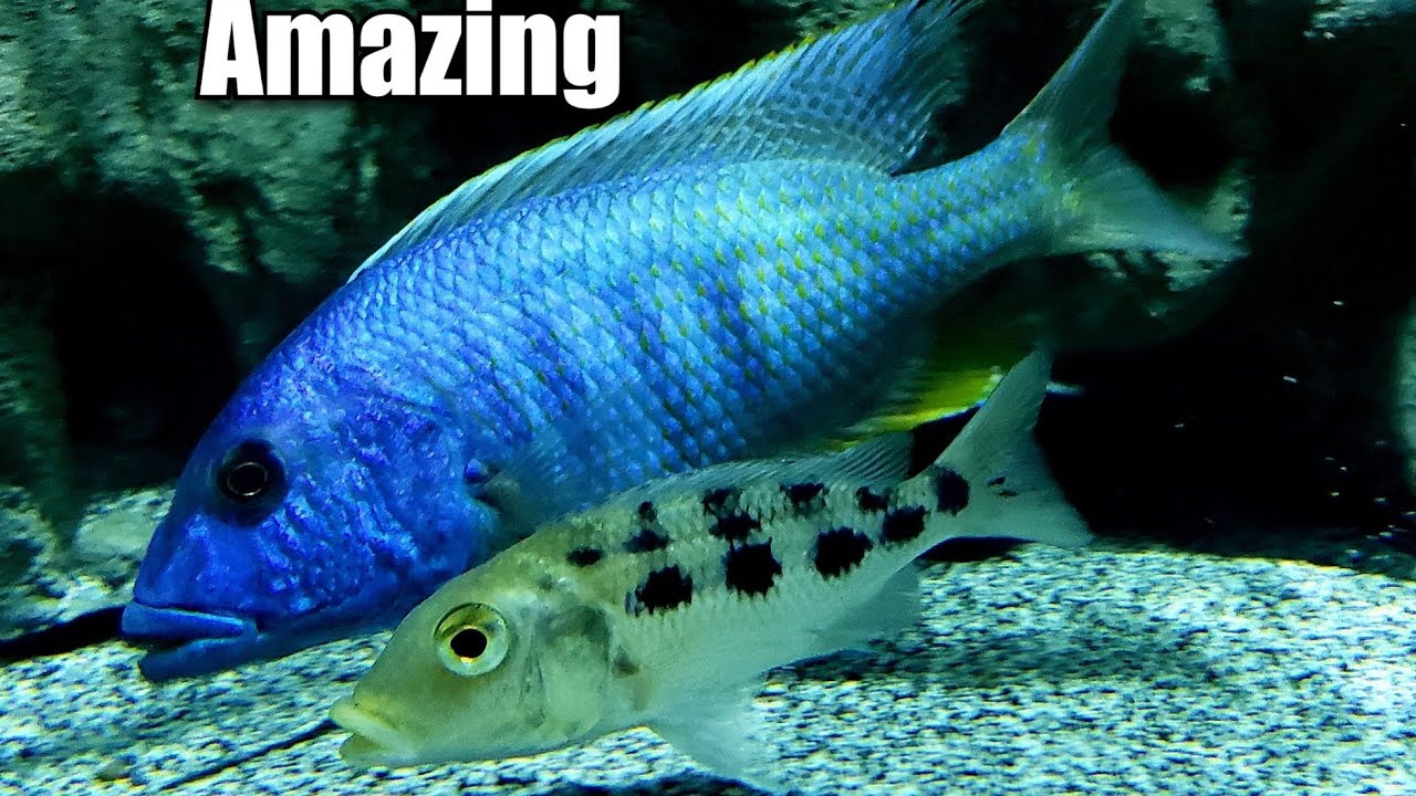 WATCH THIS VIDEO IF YOU LIKE LARGE CICHLIDS IN A LARGE AQUARIUM