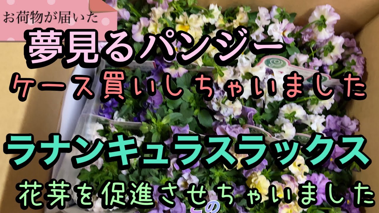 【夢見るパンジー】購入苗のご紹介　【ラナンキュラスラックス】花芽を促進させます　秋田市