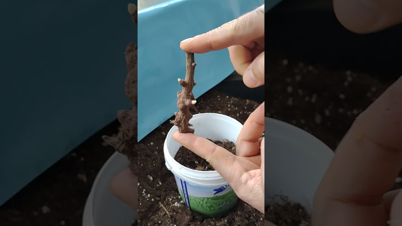 Корневище Якона на три почки🙂.