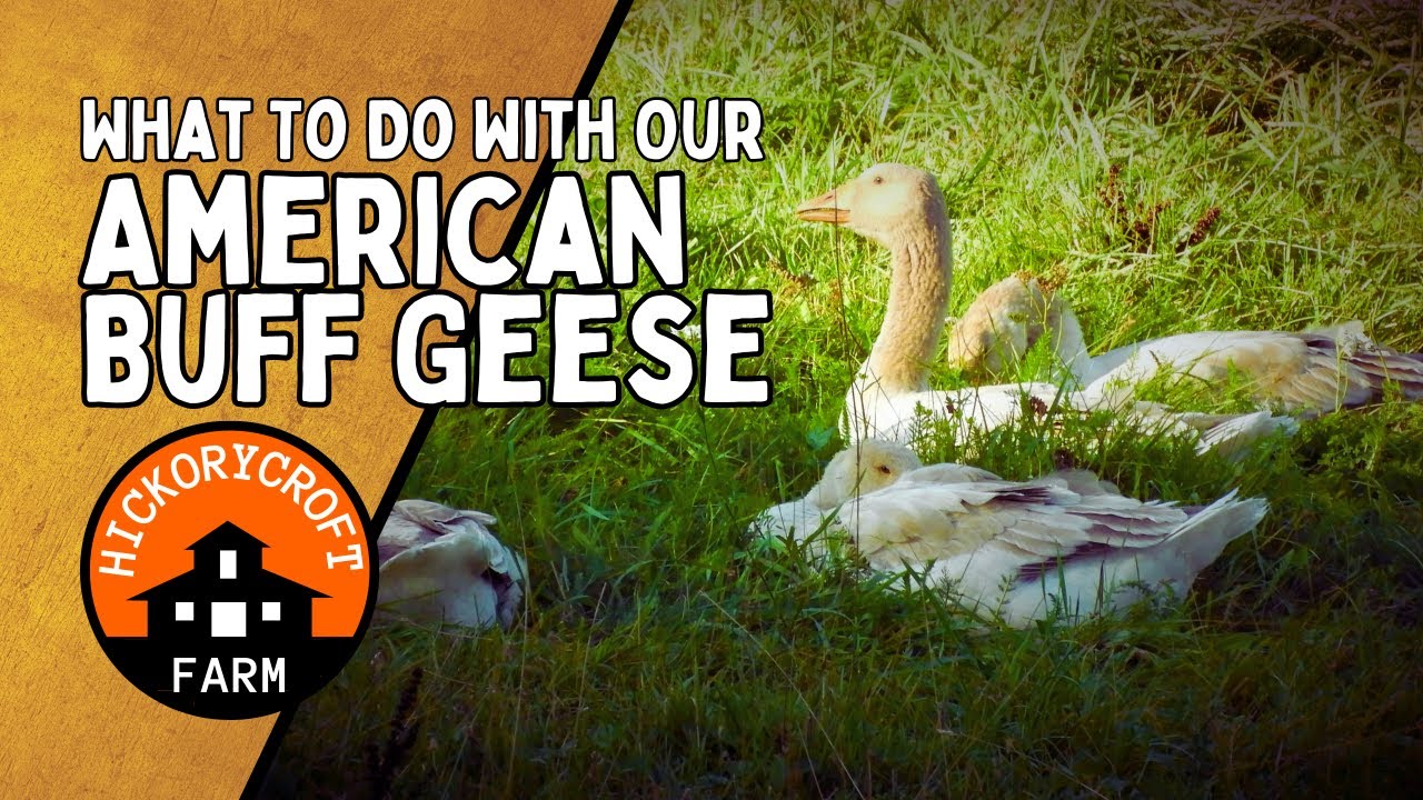 Raising Geese | What to do with our American Buff Geese Revisited 2021
