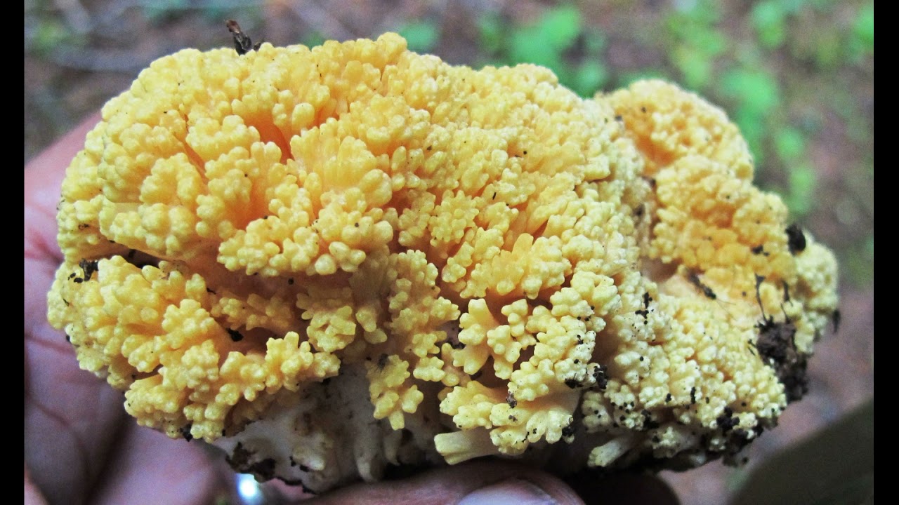 Ramaria largentii