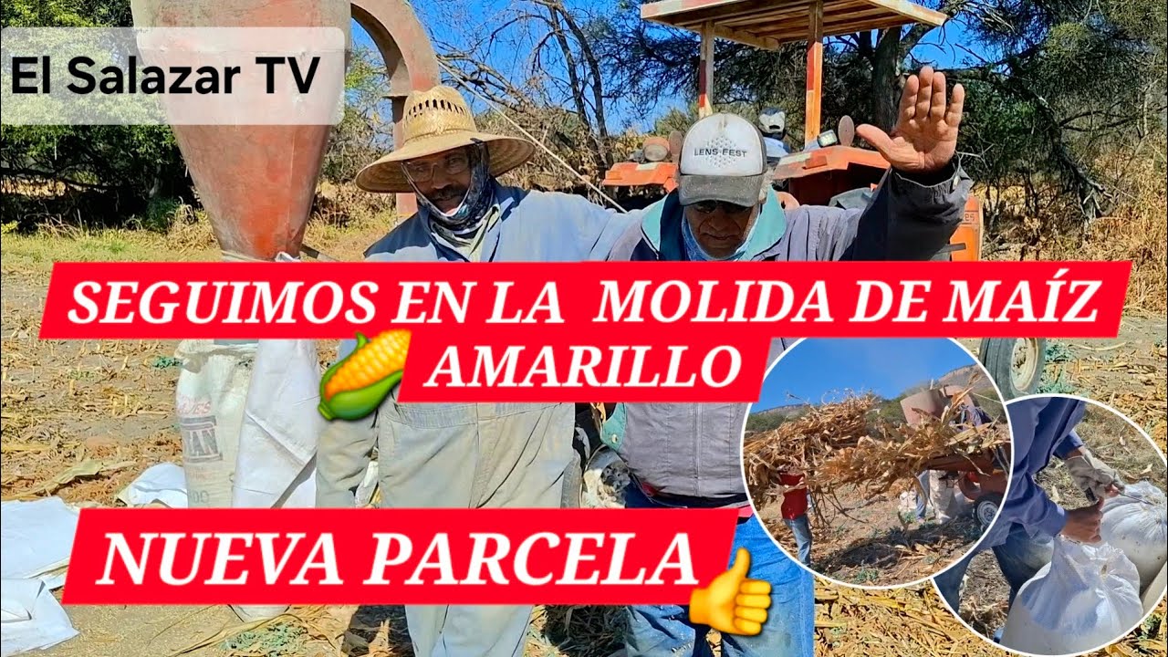 SEGUIMOS EN LA MOLIDA DE MAÍZ AMARILLO 🌽 NUEVA PARCELA 👍 MOSTRAMOS MANEJO ✅️