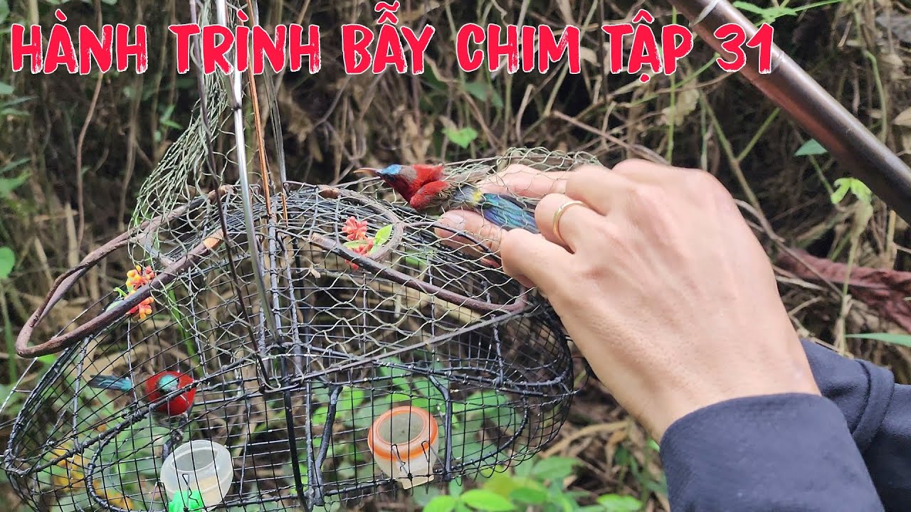 Hành Trình Bẫy Chim Tập 31 | Khu Rừng Này Rất Nhiều Chim Hút Mật Đẹp