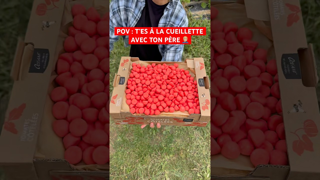 POV : T&rsquo;ES &Agrave; LA CUEILLETTE AVEC TON P&Egrave;RE 🤦🏼&zwj;♂️ #humour #papa #s&oelig;ur #drole #fruit #legumes #sketch