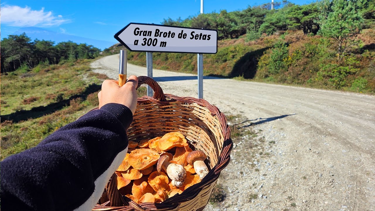 🍄 ESCASEZ de LLUVIAS = ESCASEZ de SETAS.