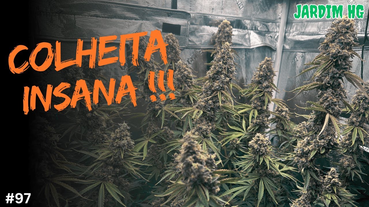 COLHEITA MONSTRUOSA de CANNABIS + Hash Fresh Frozen!