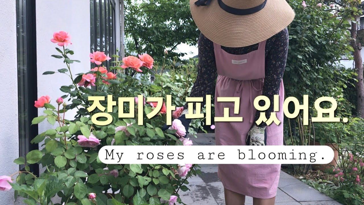 장미가 피기 시작했어요. My roses are blooming.