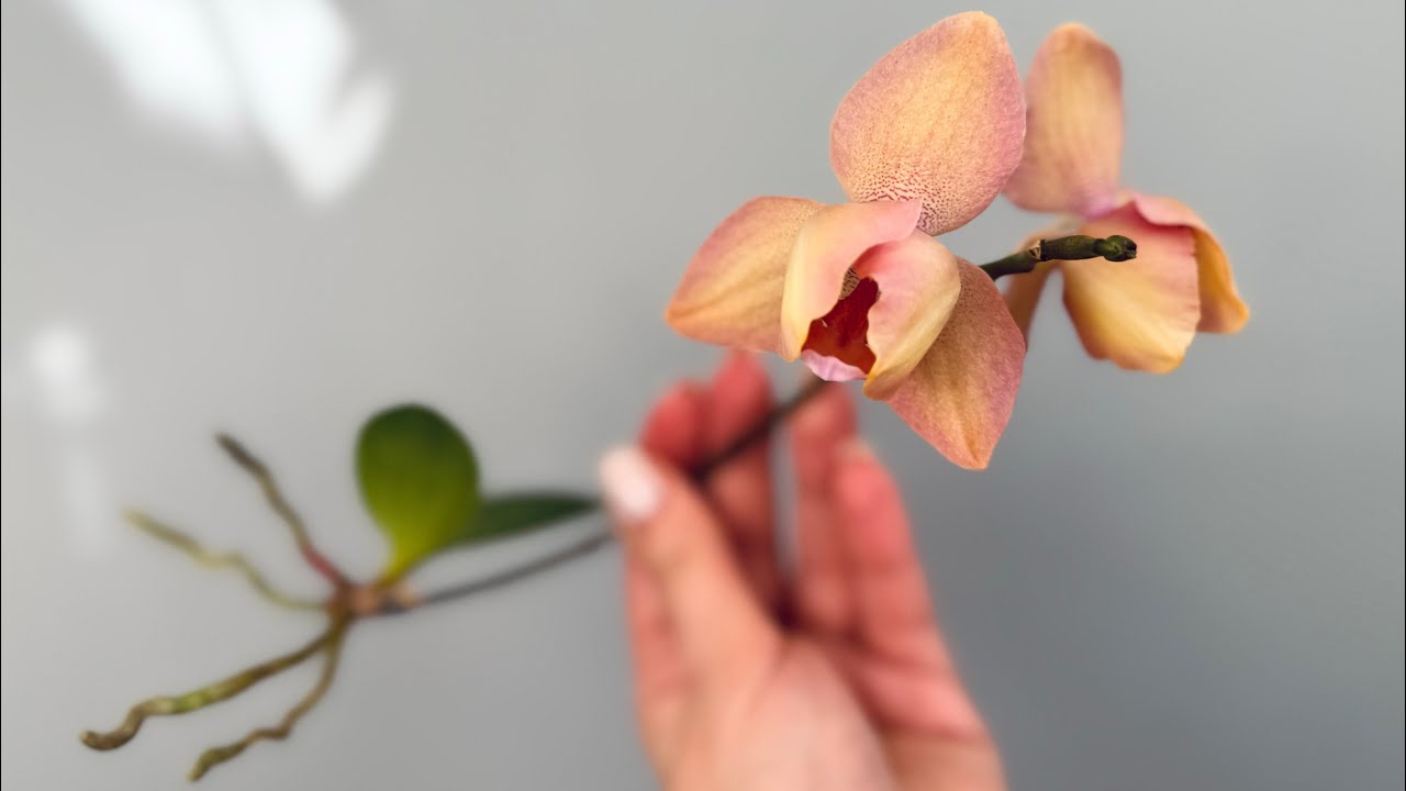 Процес розпочався! Весна😌#orchid #орхидея #орхідеї #flowers #квіти #орхидеибабочки 