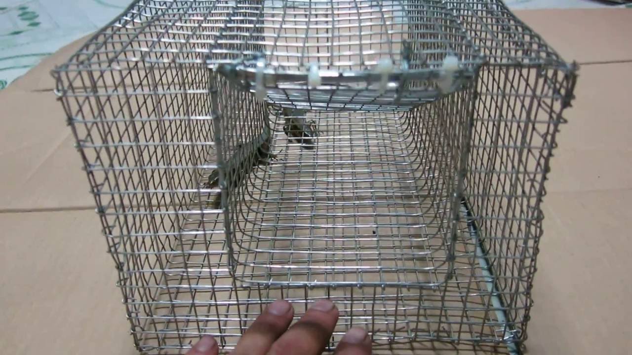 Bẫy đa hệ (Rắn, chồn đèn, mèo, kỳ đà, chuột...) Multisystem Trap (snake, ferret, varan, wild cat...)