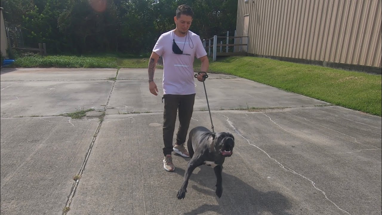 Aggressive 9 Mos Old Cane Corso Puppy | Owner Consultation | Kylo | Rehab Pt1