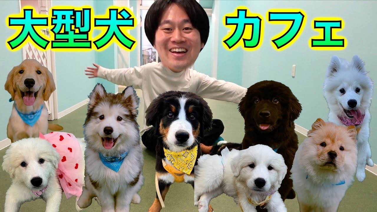 今流行りの大型犬カフェに行ってきた！【特典あり！最後まで見て！】