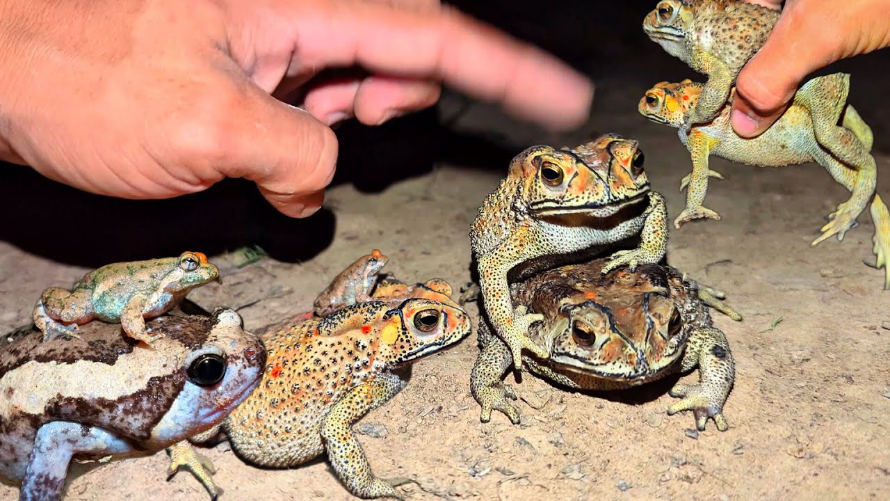 Frogs Funny Boing Boing for Laughs | Funny Frog Wild Animals  | Types of frog sounds funny