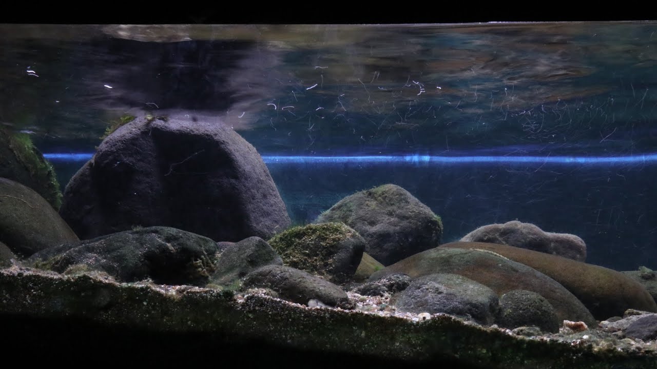 Jungle stream Biotope aquarium 