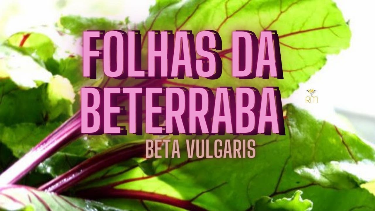 FOLHAS DA BETERRABA - |GORDURA |ALZHEIMER |DIABETES |INFLAMA&Ccedil;&Otilde;ES |PELE |PURIFICA O SANGUE |ALZHEIMER