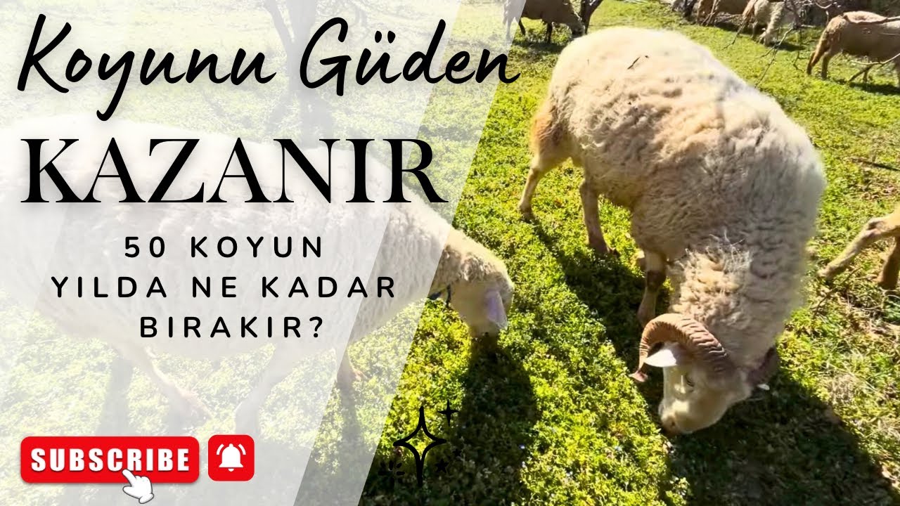 KOYUNU GÜDEN KAZANIR! 50 Koyun Yılda Ne Kadar Bırakır? | How Much Money Can You Make?