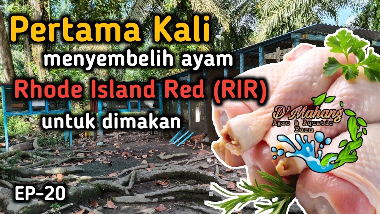 EP 20 - Rhode Island Red Disembelih Untuk Santapan Keluarga