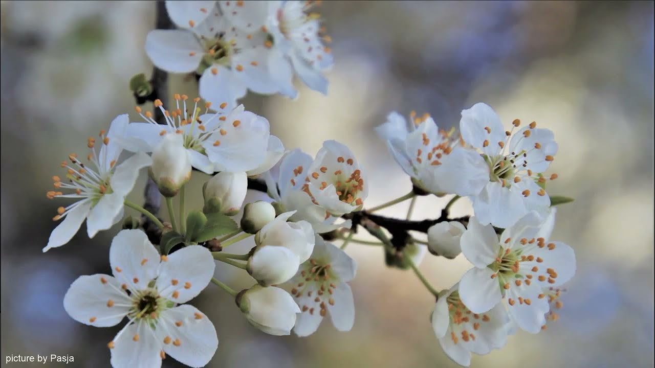 Joseph Haydn: Sonata 50, Hob.XIV 37 in Just Intonation