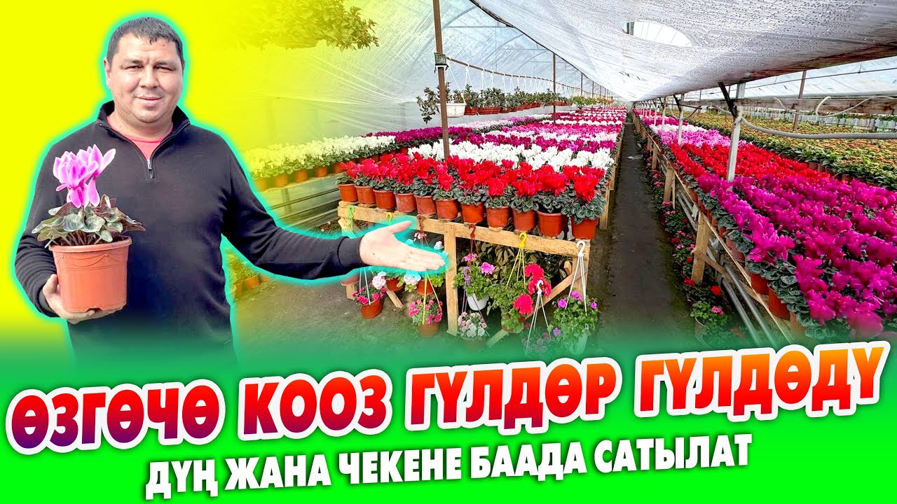 ГҮЛ БИЗНЕС кылган ИЛХАМ ага бардык гүлдөрүн САТЫП БАШТАДЫ ~ Алып сатсаңар да болот ~ Пайдалуу БИЗНЕС