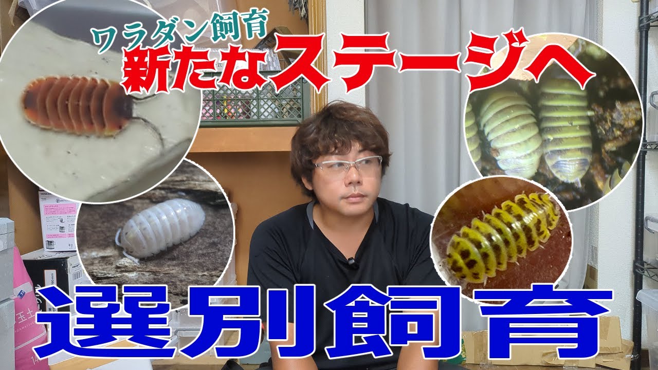 ワラダン選別飼育に挑戦してみよう！