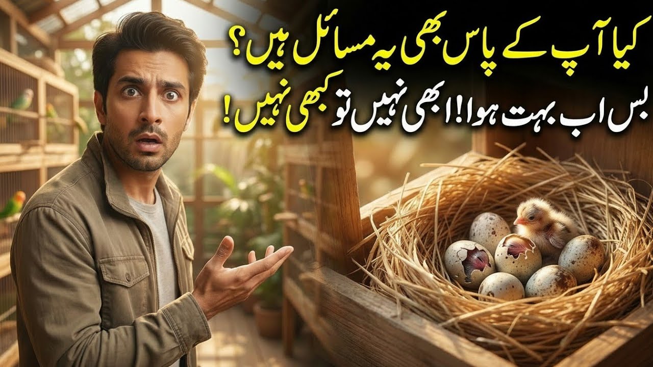Lovebird Breeding Problems & Solutions | Dead in shell, chicks mortality