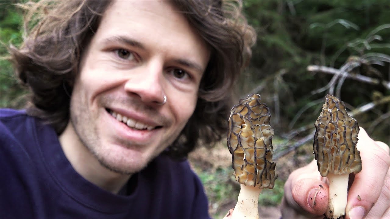 Spitzmorcheln und andere Fr&uuml;hlingsfreuden - Wildkr&auml;uter und Pilze Sammeln im April