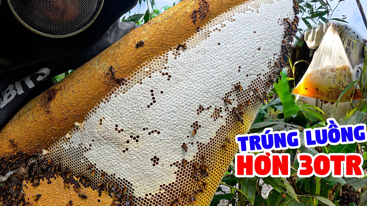 Tổ Nào Cũng To, Đón Mùa 