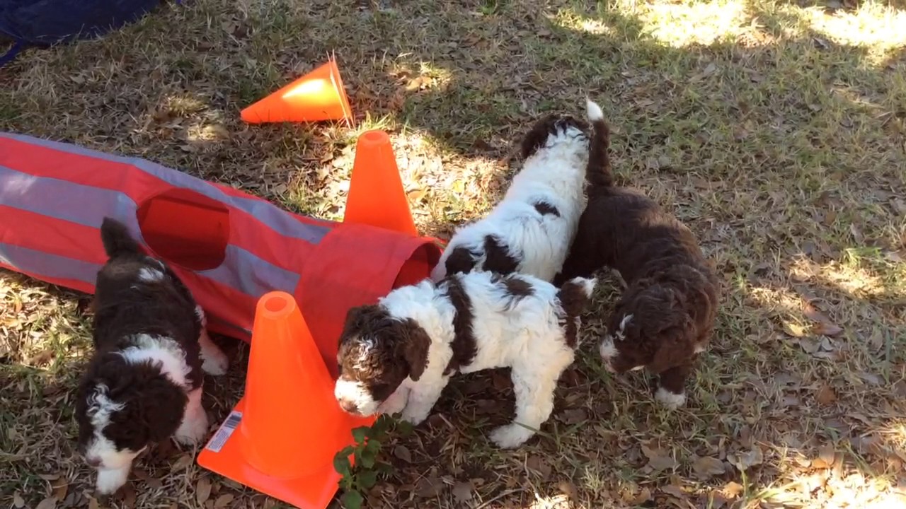 Spanish Water Dog puppies