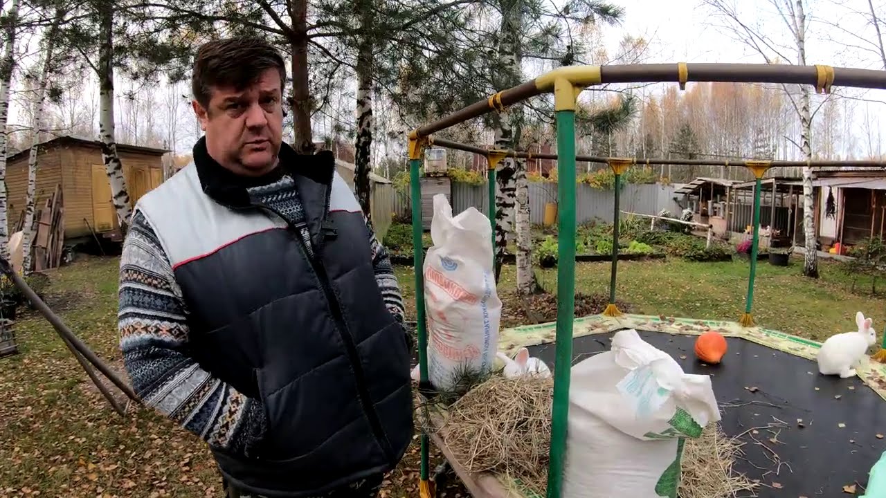 чем кормить кроликов основные правила
