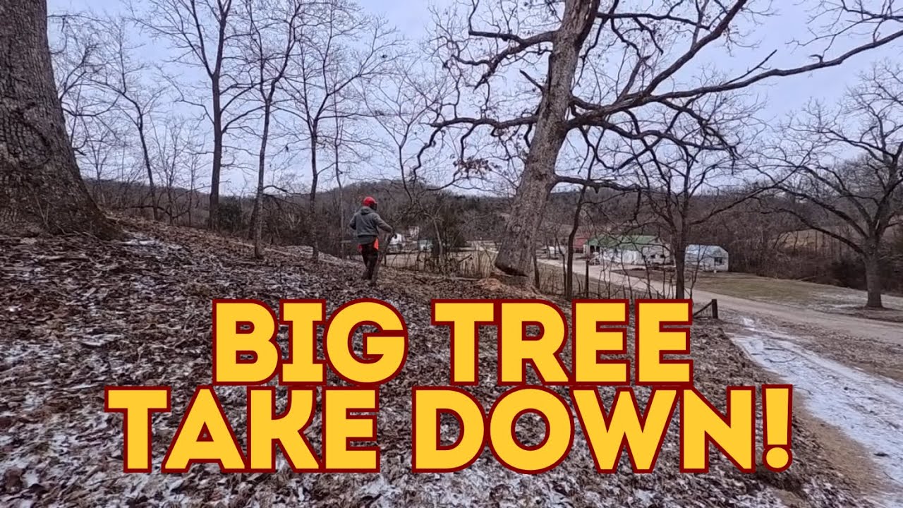 787 RSW Chainsaw Sharpening and Maintenance Tips also Huge Tree Take Down