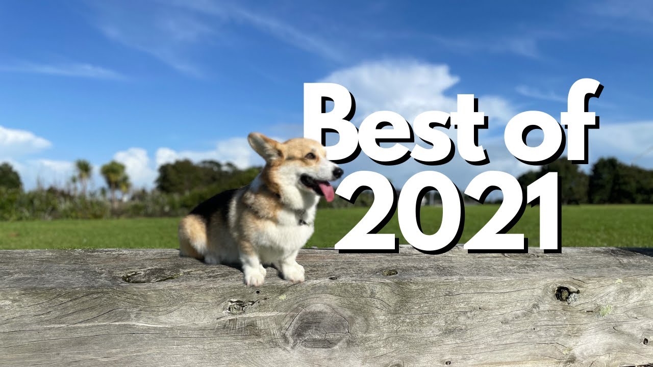 Chewy the Corgi - Best Clips of 2021 (Corgi Compilation)