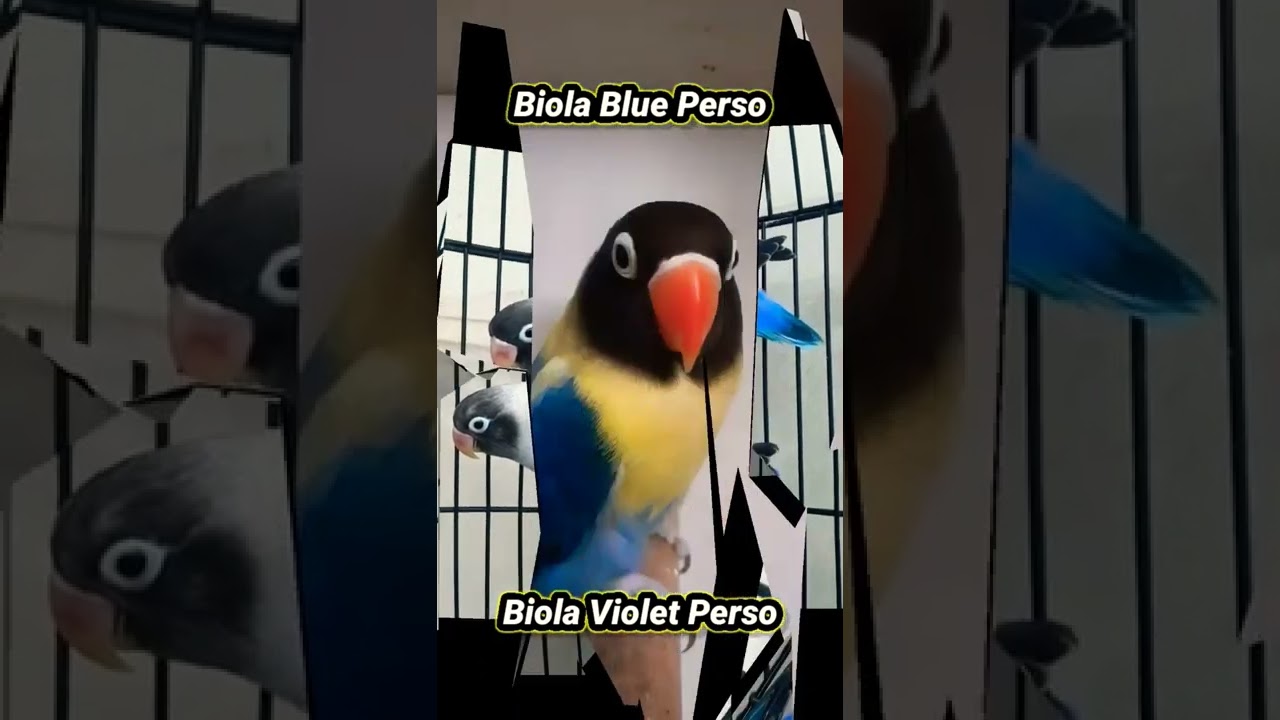 Jenis Lovebird Personatus