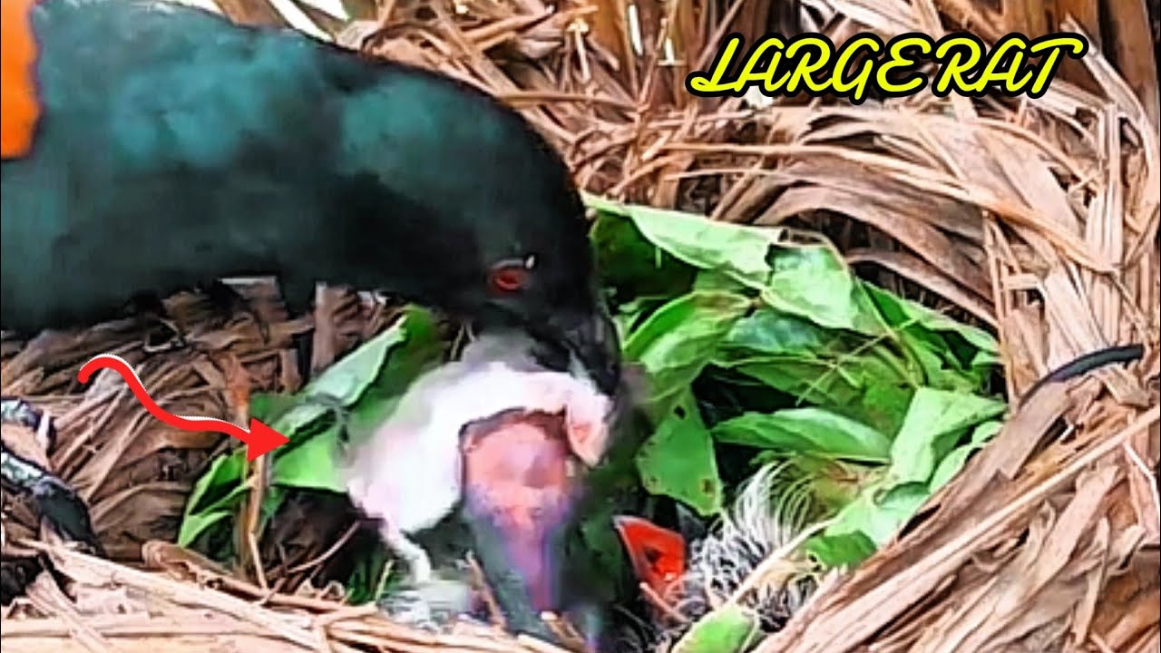 BAYI BURUNG MAKAN TIKUS SEBESAR TUPAI