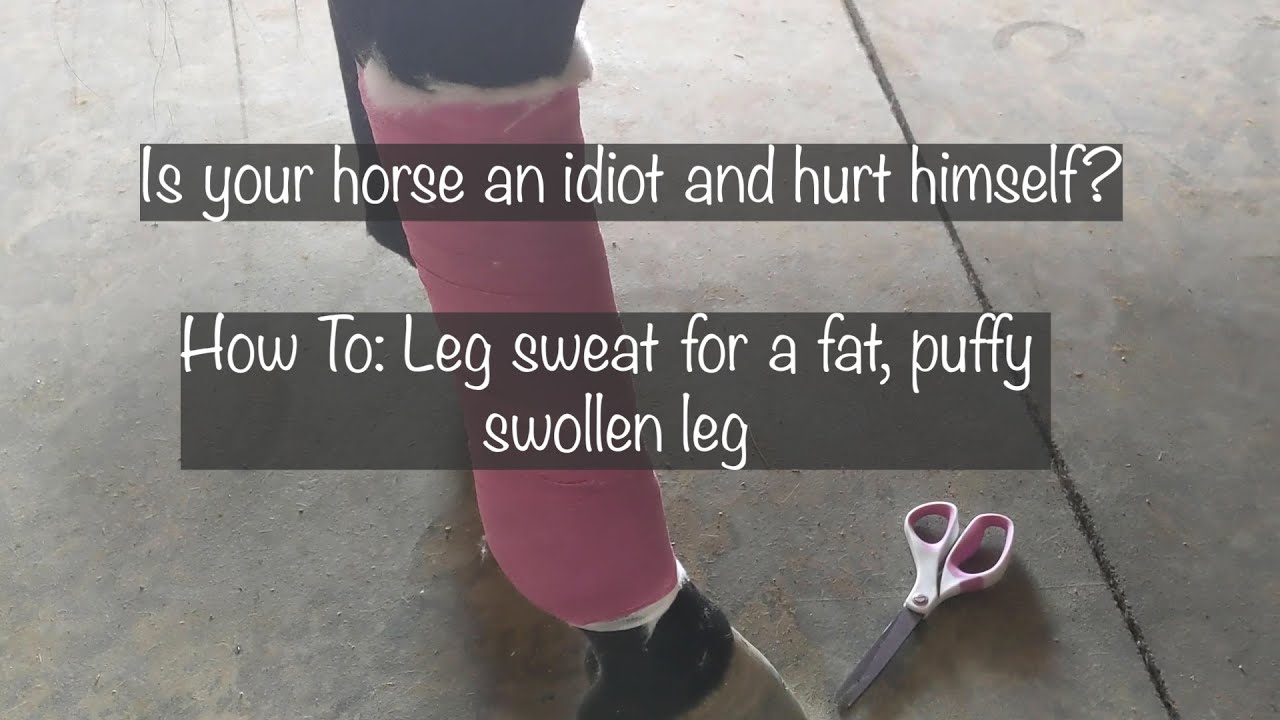 Horse How To: How I apply a leg sweat on my horse