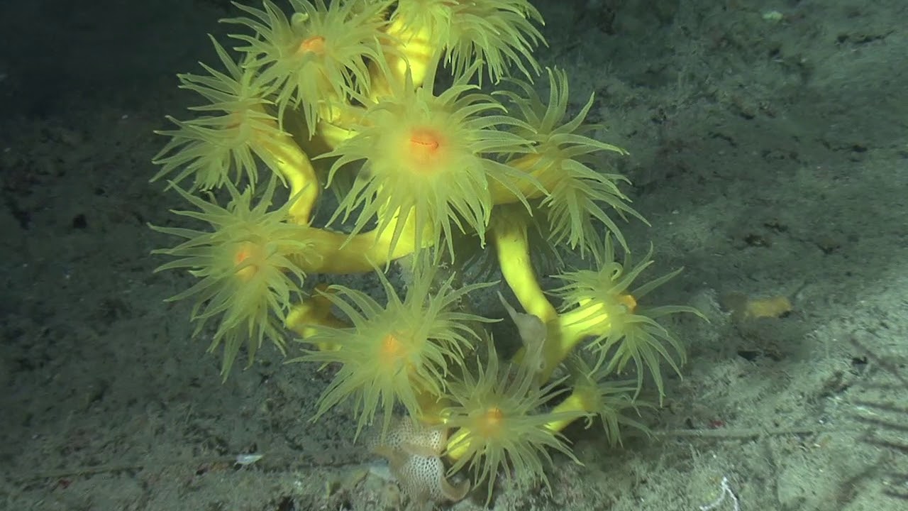Ritmos circadianos