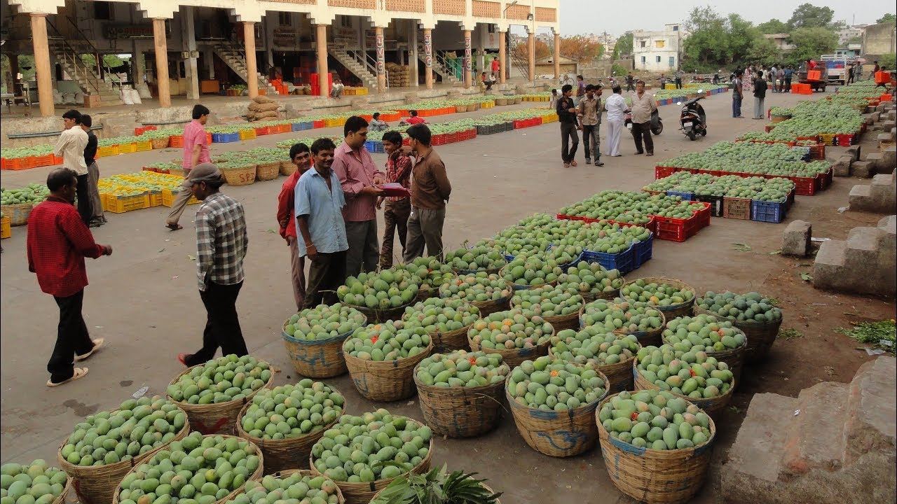 The Journey of Indian Alphonso & Kesar Mangos from the Tree to Auctions and then to London Retailers