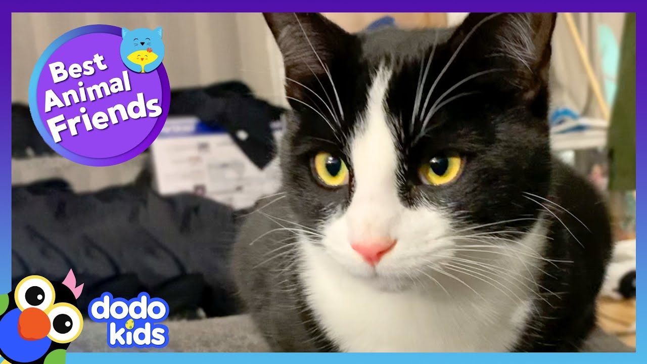 Escape Artist Cat Makes A Hurt Dog Happy Again | Best Animal Friends | Dodo Kids