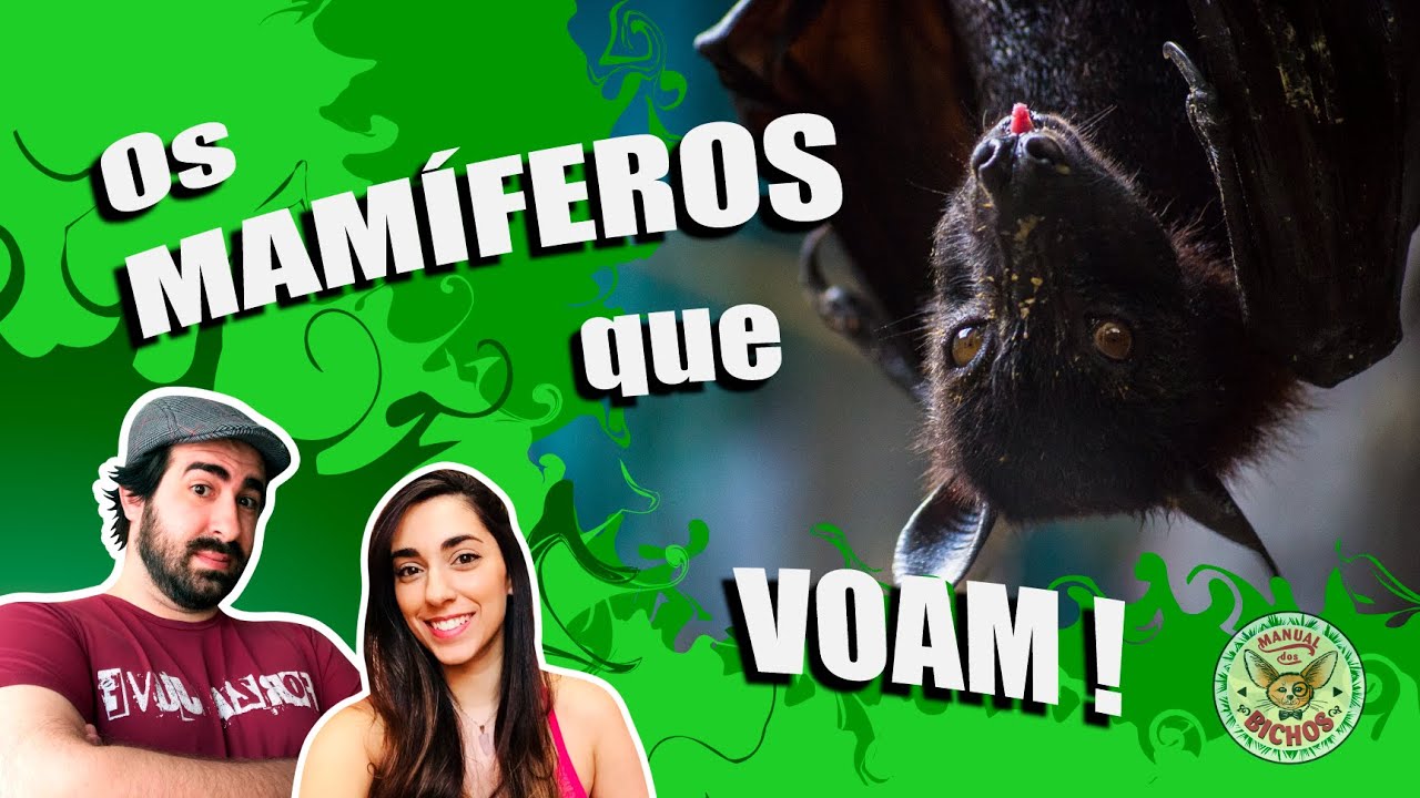MORCEGOS E SUA IMPORTÂNCIA NA NATUREZA!!!